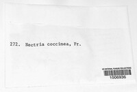 Nectria coccinea image